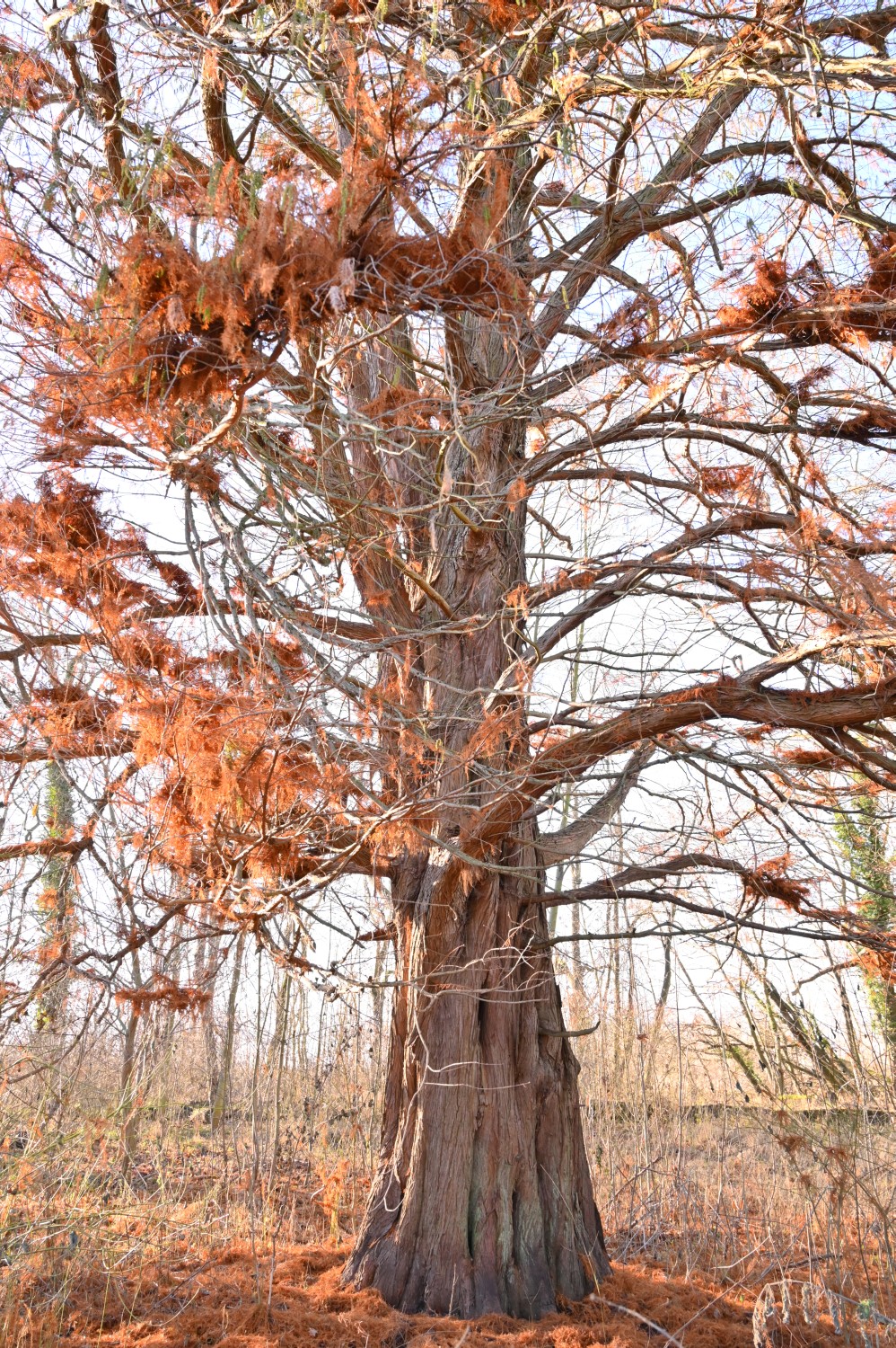 Taxodium distichum - Gusow, Schlosspark - 2020
