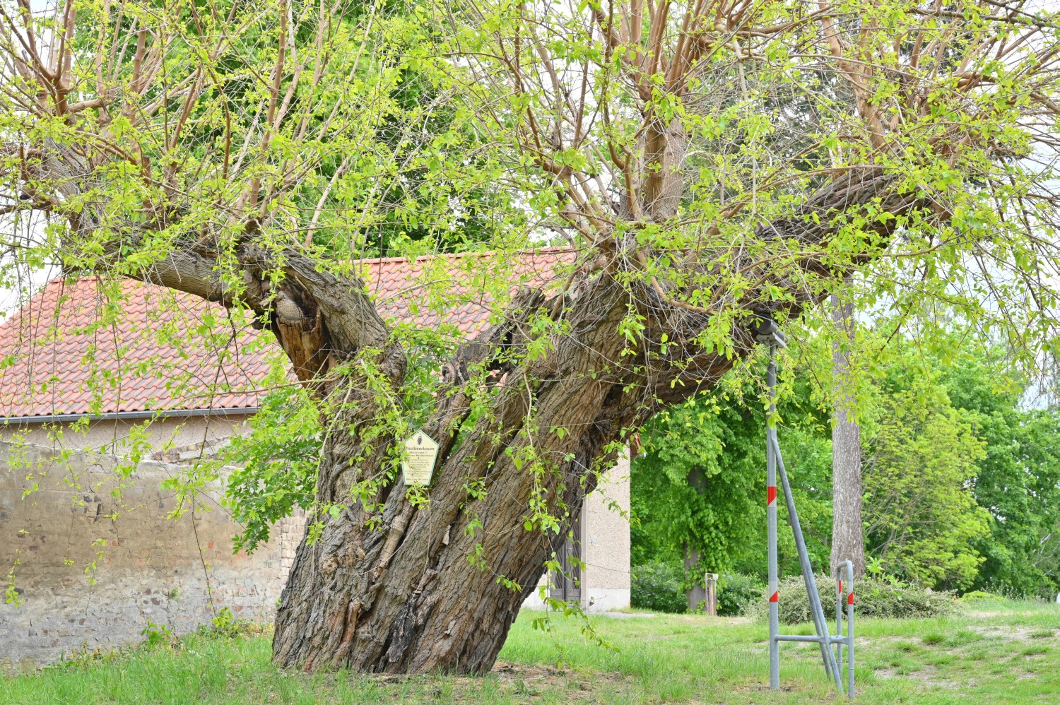 Morus alba - Sperenberg - Mai 2020