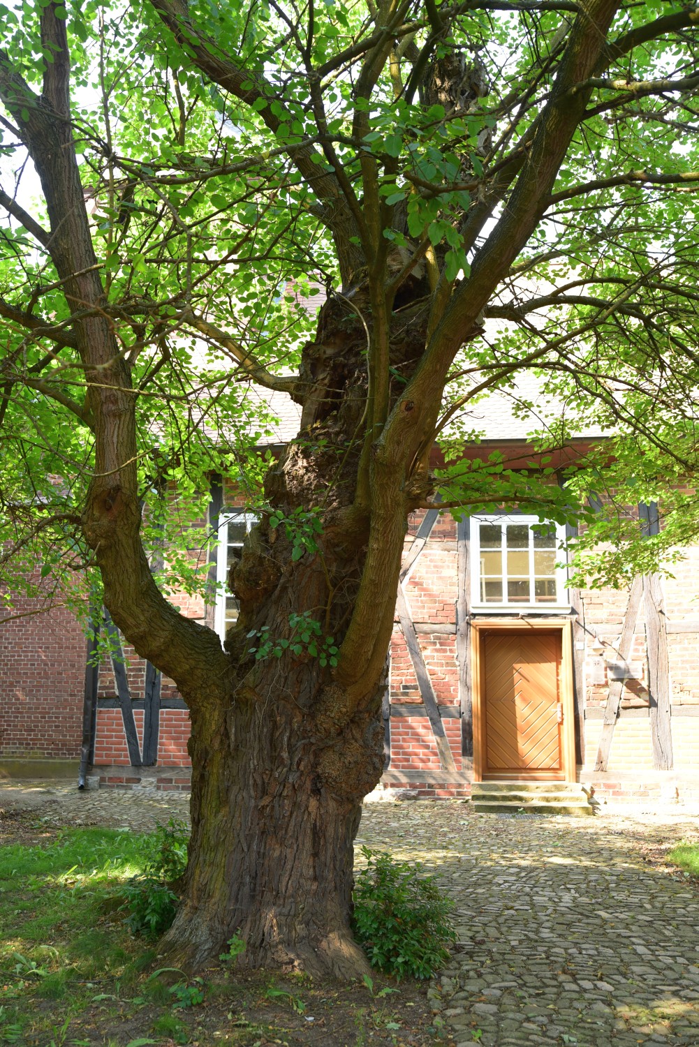 Morus alba - Neuferchau - August 2015