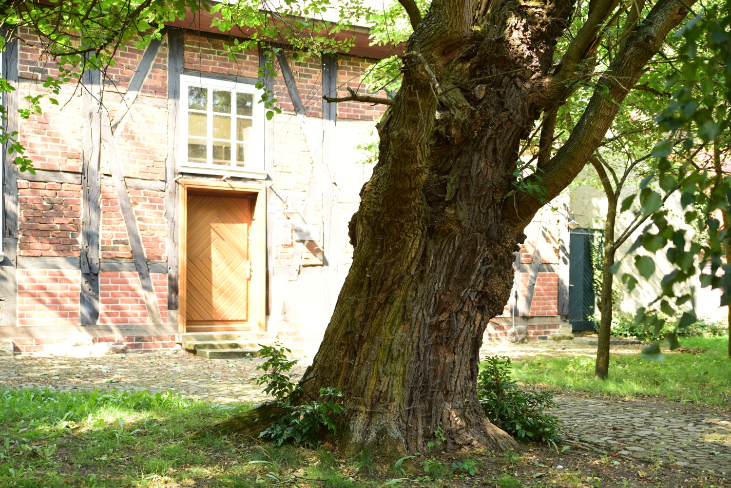 Morus alba - Neuferchau - August 2015