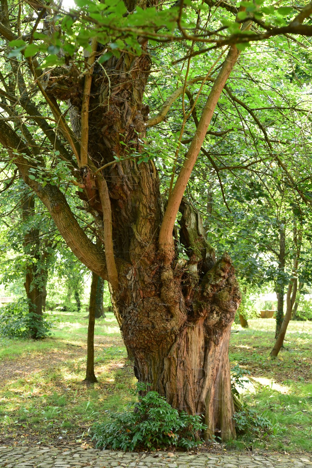 Morus alba - Neuferchau - August 2015