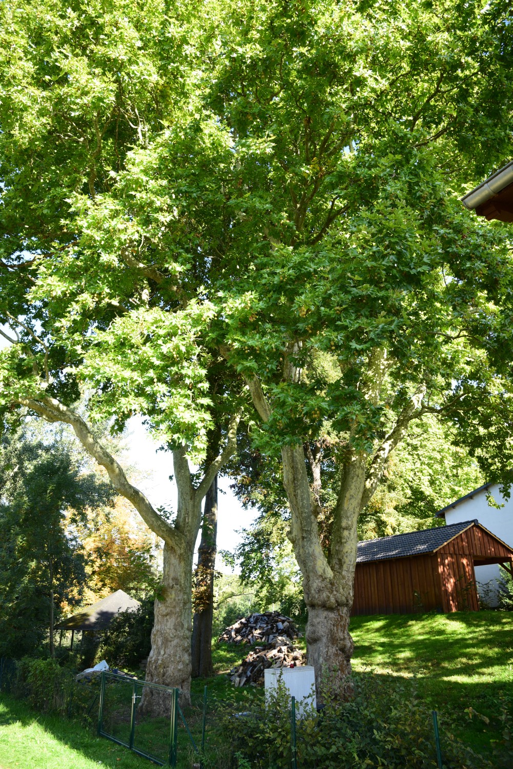 Platanus orientalis - Groß Behnitz - September 2015