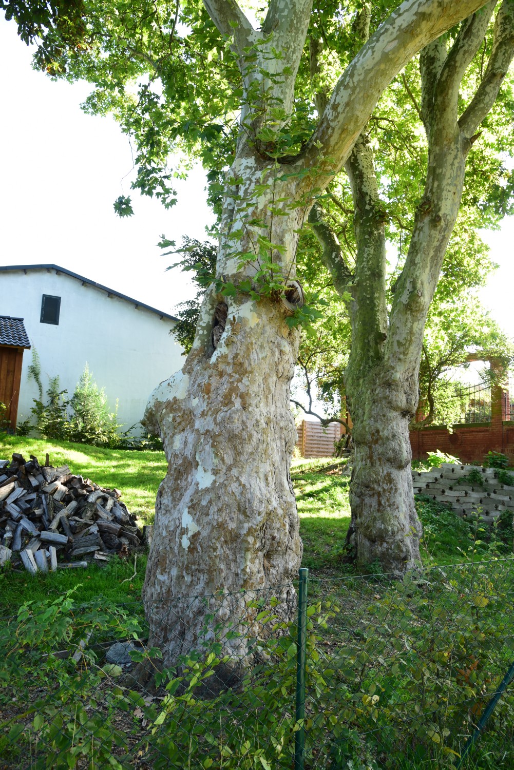 Platanus orientalis - Groß Behnitz - September 2015