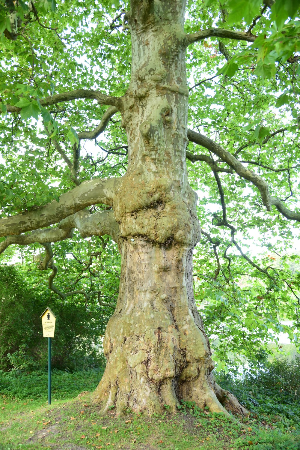 Platanus × hispanica - Groß Behnitz - September 2015