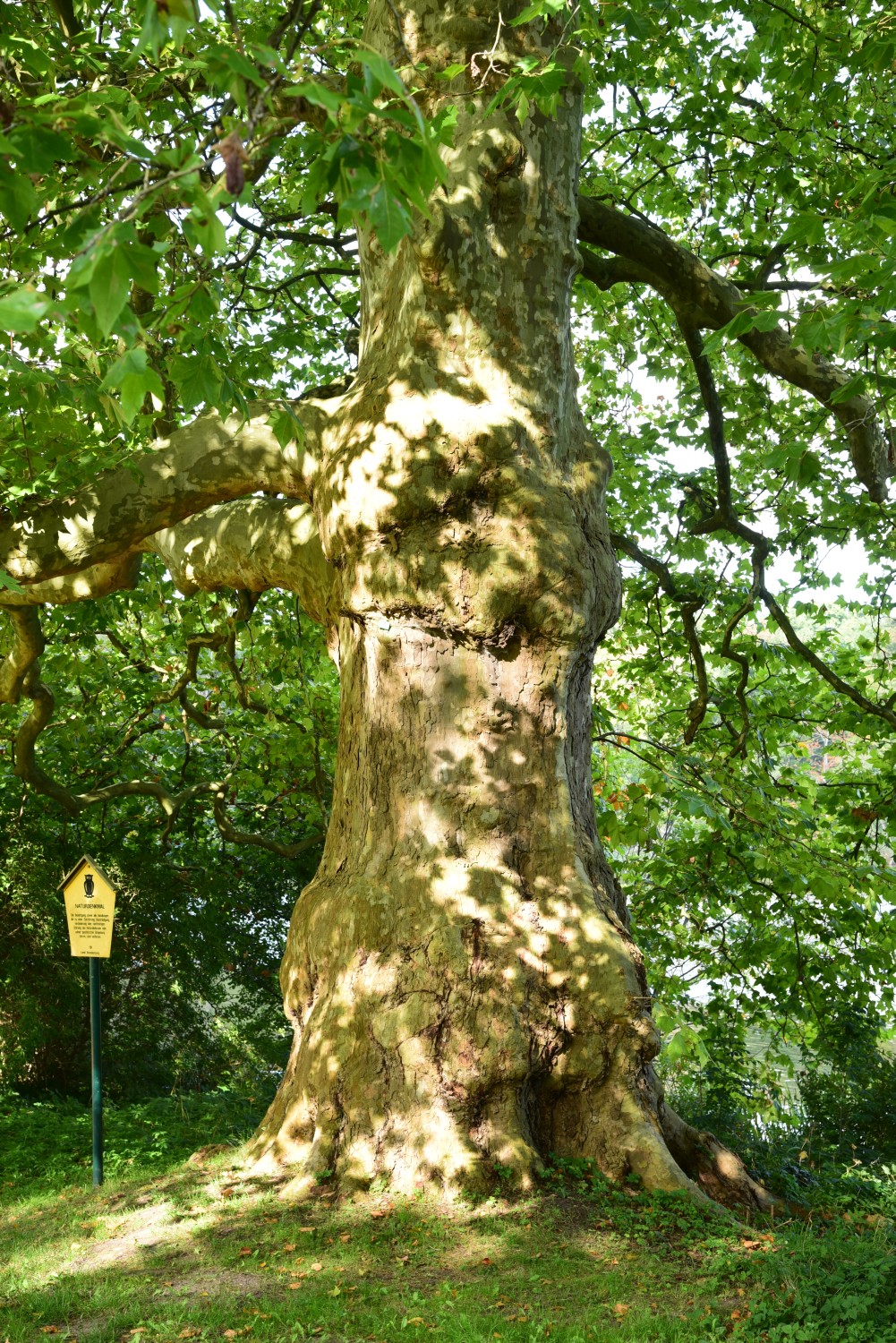 Platanus × hispanica - Groß Behnitz - September 2015