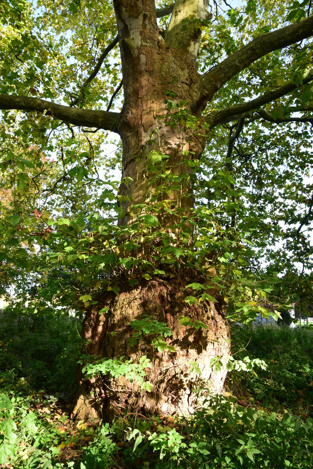 Platanus × hispanica - Demerthin - Oktober 2015