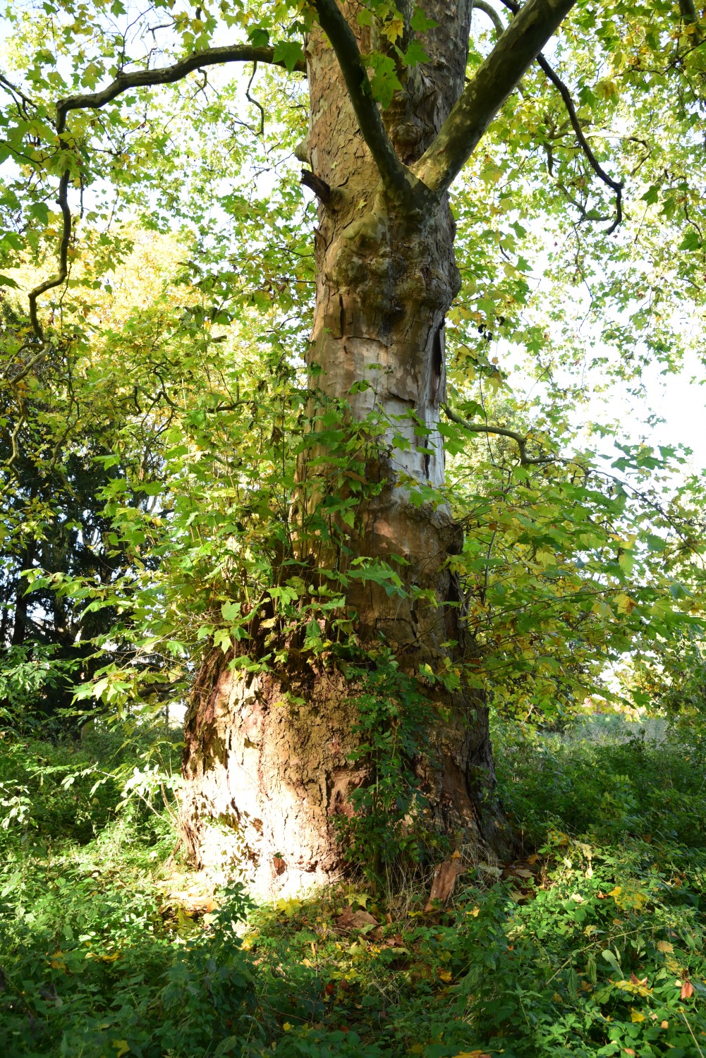 Platanus × hispanica - Demerthin - Oktober 2015