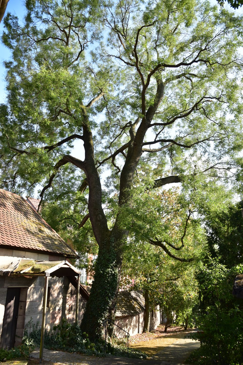 Styphnolobium japonicum - Nürnberg - 2018