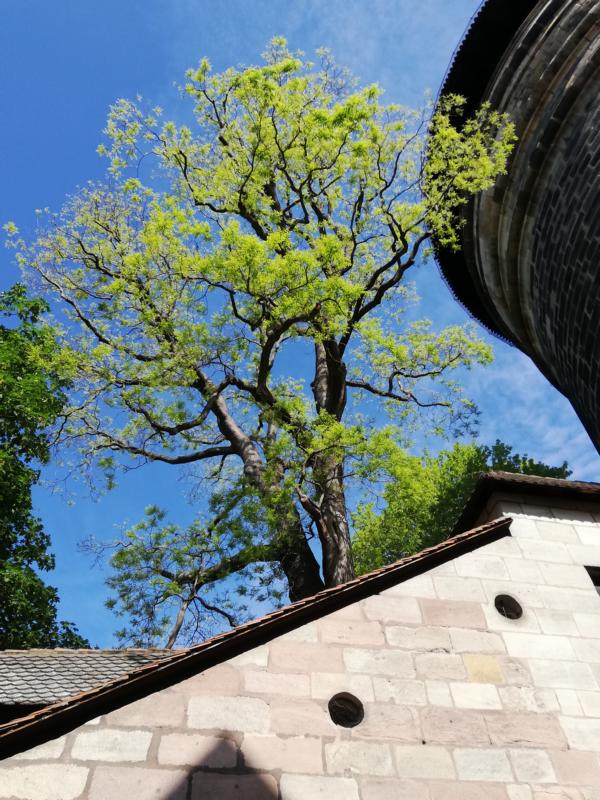 Styphnolobium japonicum - Nürnberg - 2020