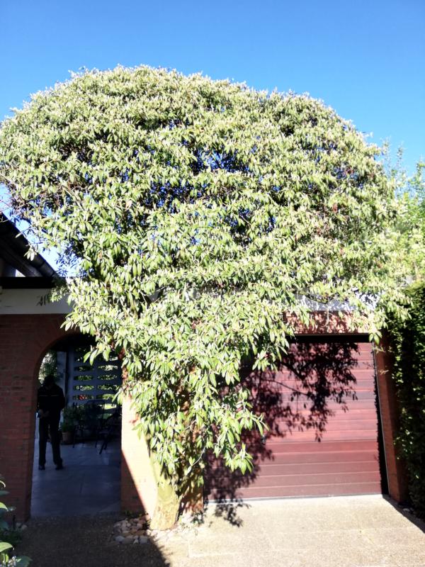 Cotoneaster salicifolius - Nürnberg - 2020