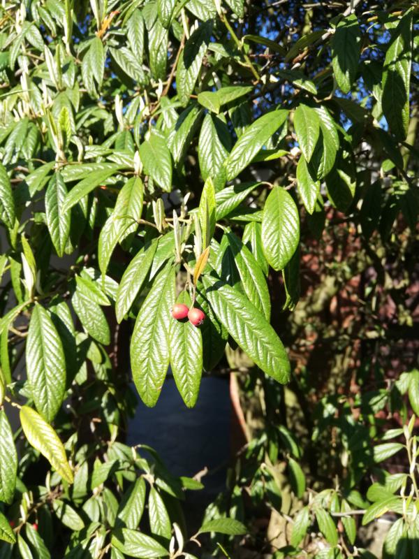 Cotoneaster salicifolius - Nürnberg - 2020