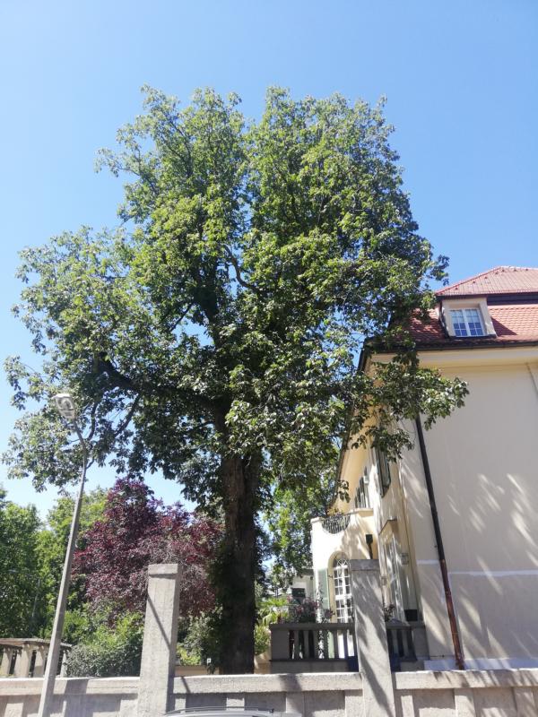 Aesculus × carnea - Nürnberg - 2020