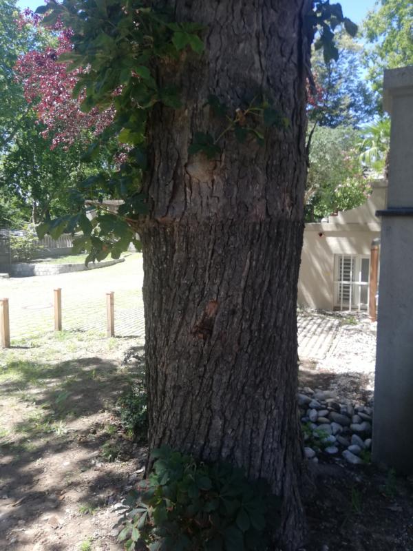 Aesculus × carnea - Nürnberg - 2020