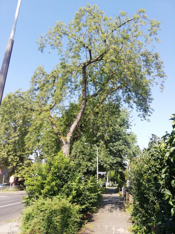 Prunus serotina - Nürnberg - 2020