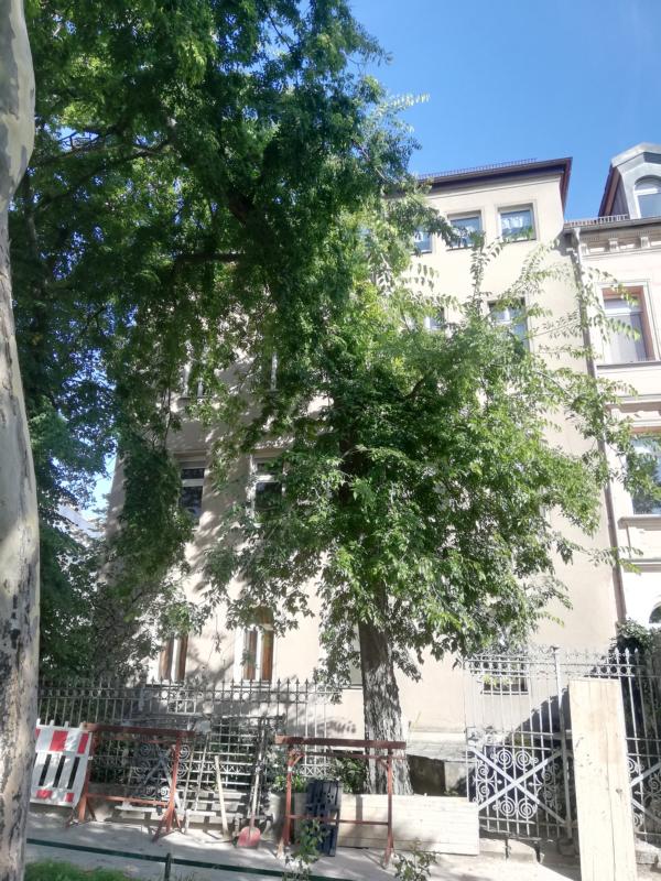 Celtis occidentalis - Nürnberg - 2020
