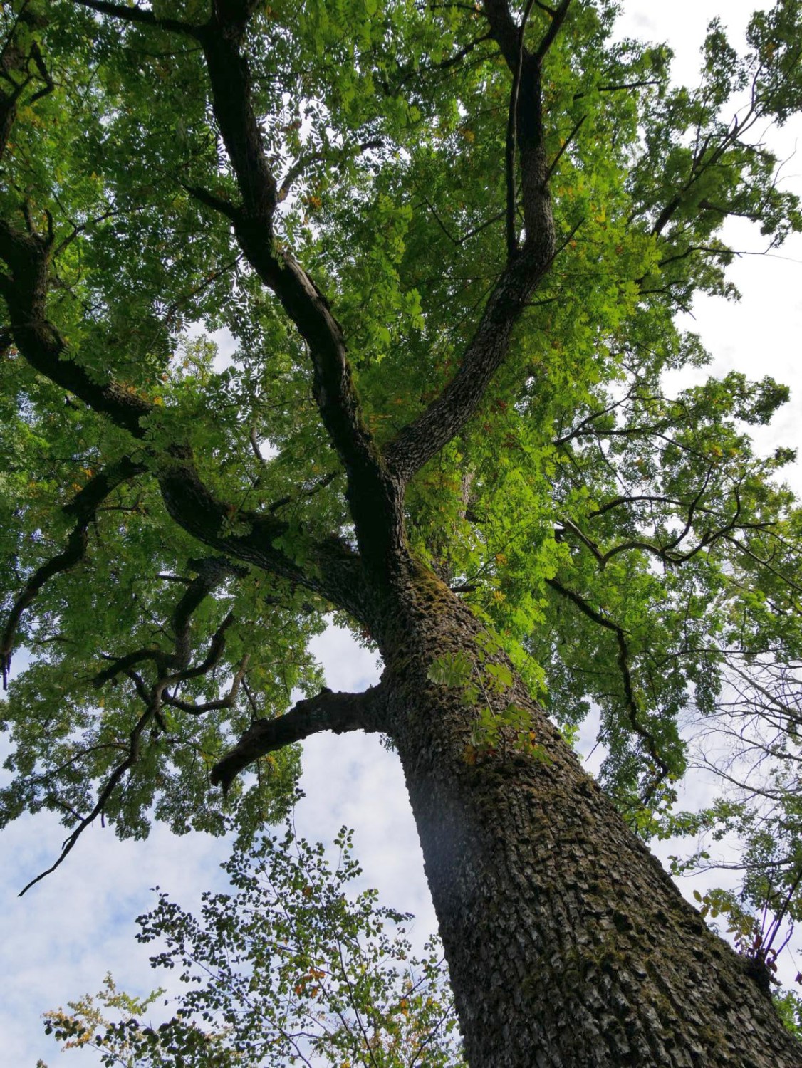 Sorbus domestica - Burgbernheim - 2020