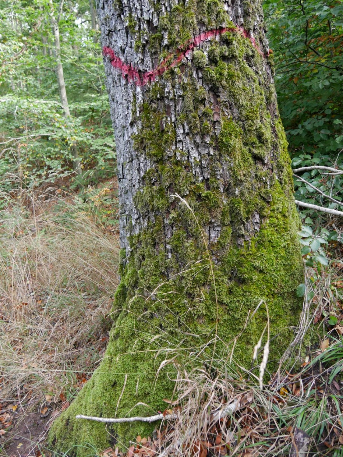 Sorbus domestica - Burgbernheim - 2020