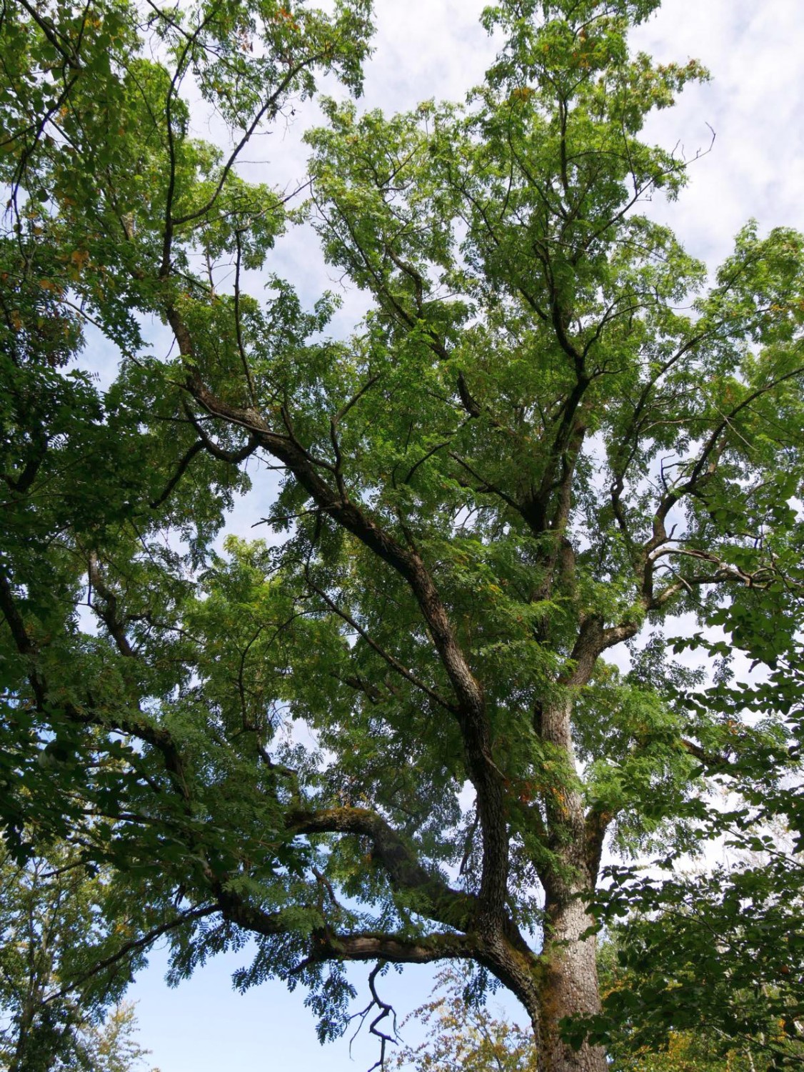 Sorbus domestica - Burgbernheim - 2020