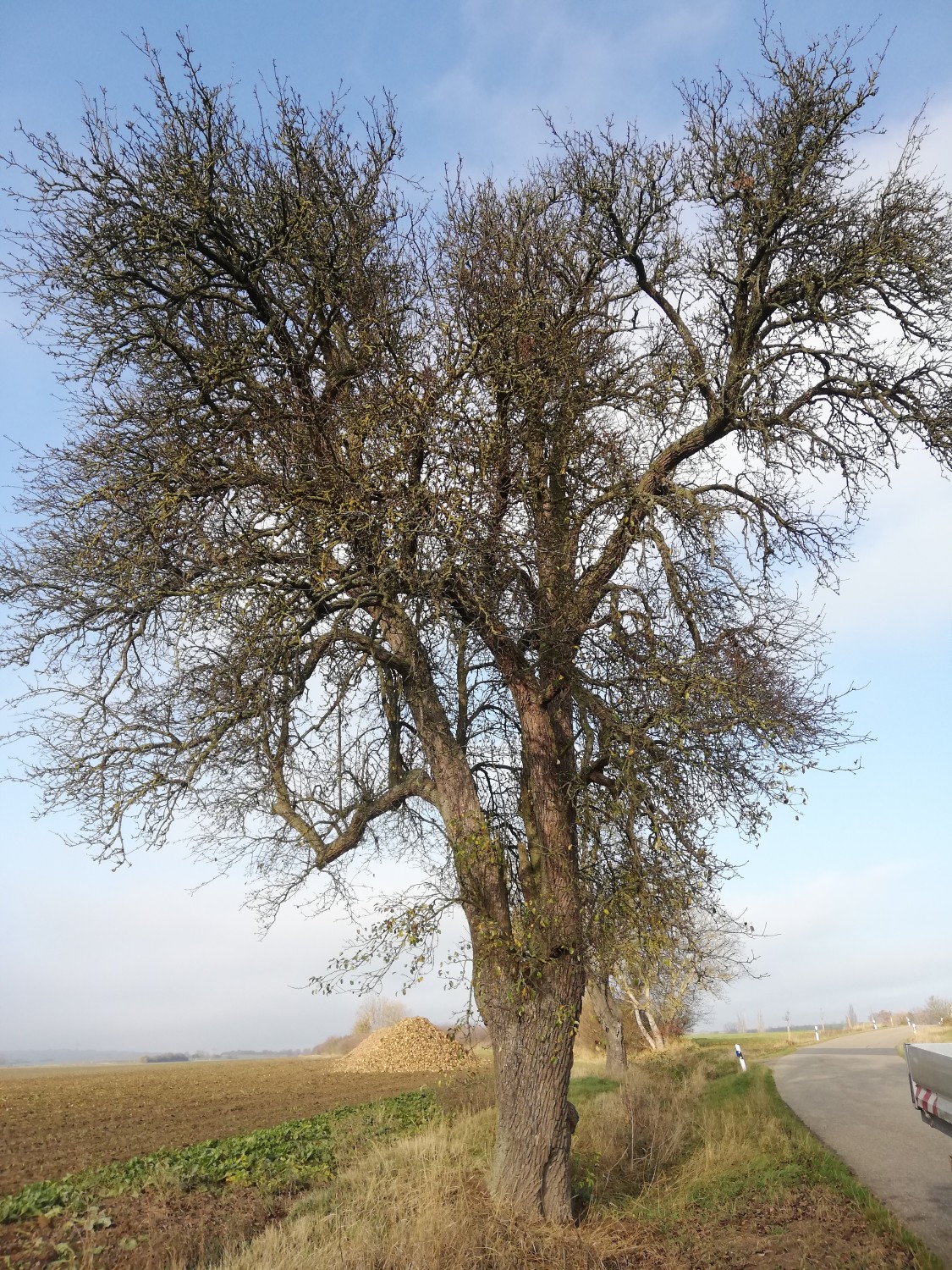 Pyrus communis 'Pastorenbirne' - Burgbernheim - 2020