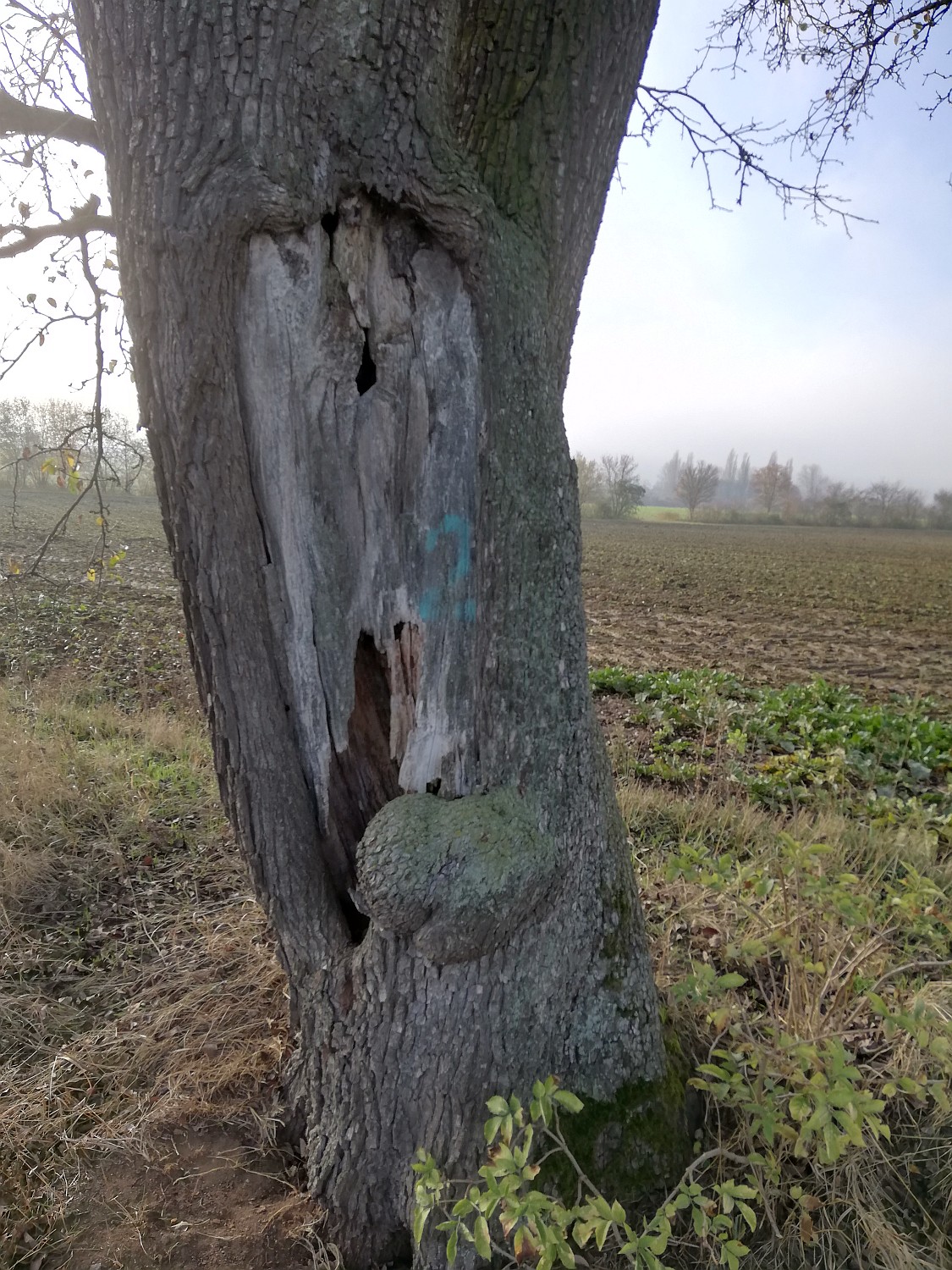 Pyrus communis 'Pastorenbirne' - Burgbernheim - 2020