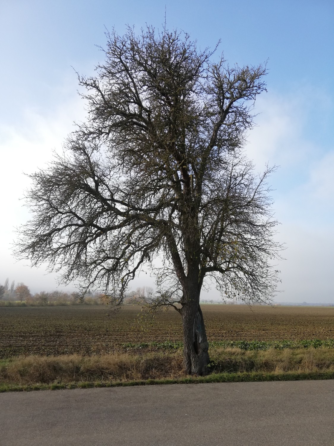 Pyrus communis 'Pastorenbirne' - Burgbernheim - 2020