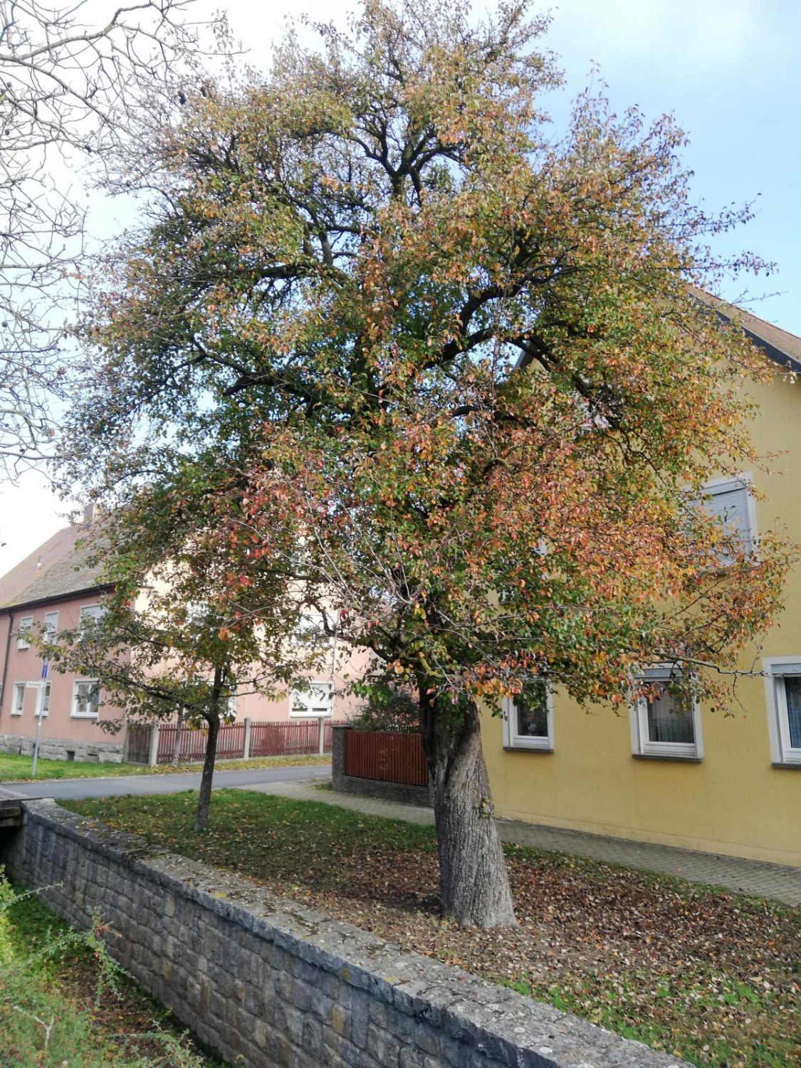 Pyrus communis 'Sußbirne' - Burgbernheim - 2020