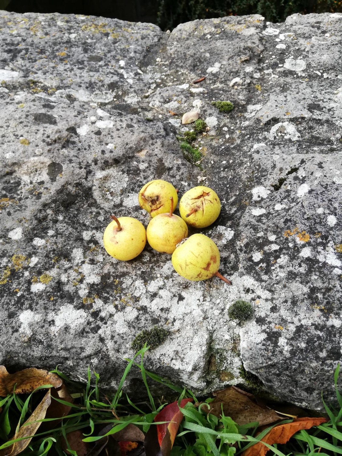 Pyrus communis 'Sußbirne' - Burgbernheim - 2020