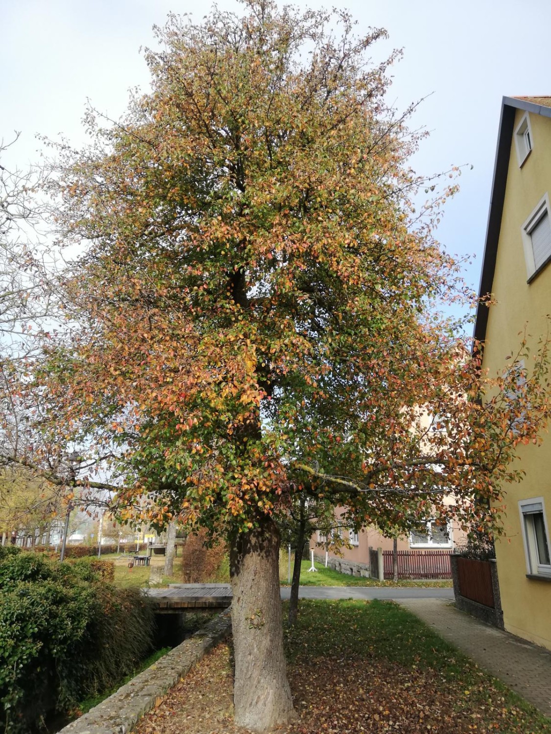 Pyrus communis 'Sußbirne' - Burgbernheim - 2020