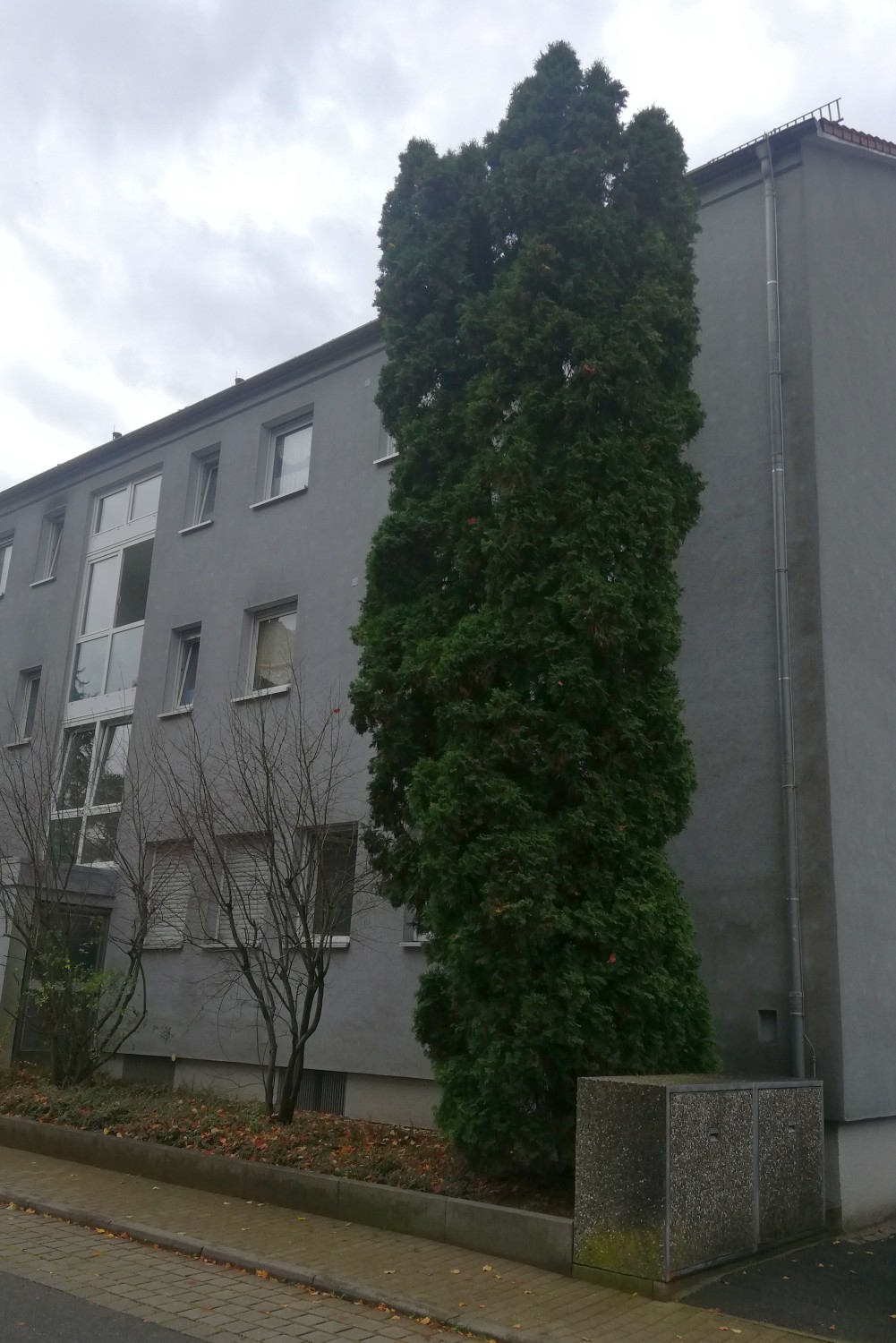 Thuja occidentalis 'Columna' - Schwaig - 2020