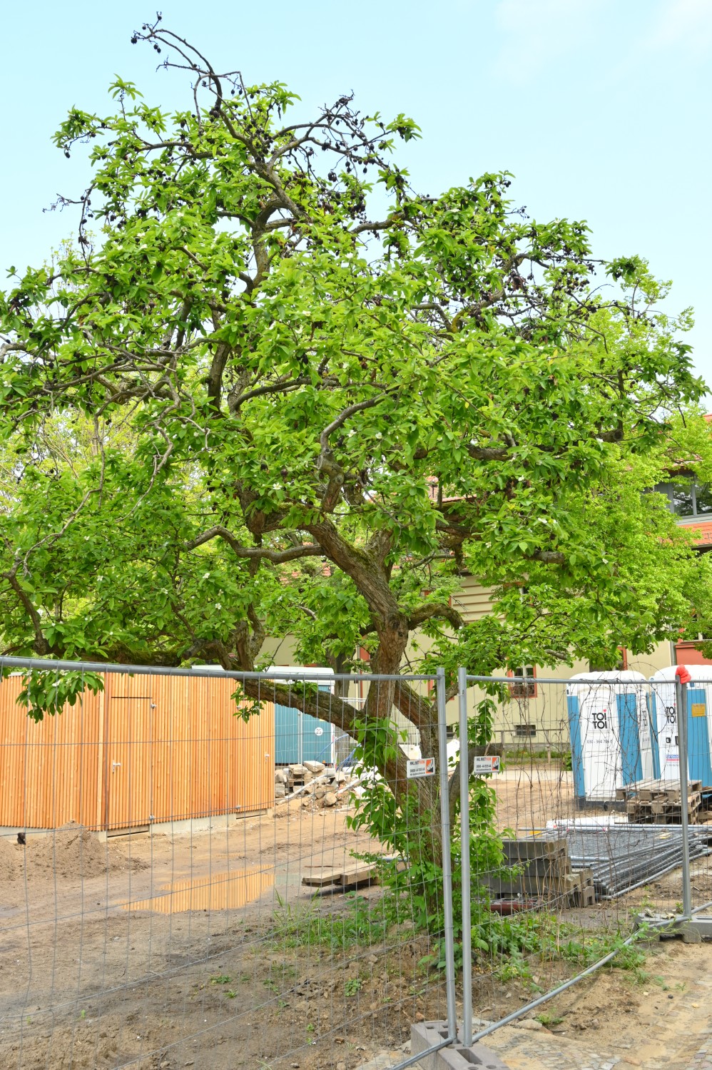 Mespilus germanica - Berlin Schöneberg - 2020