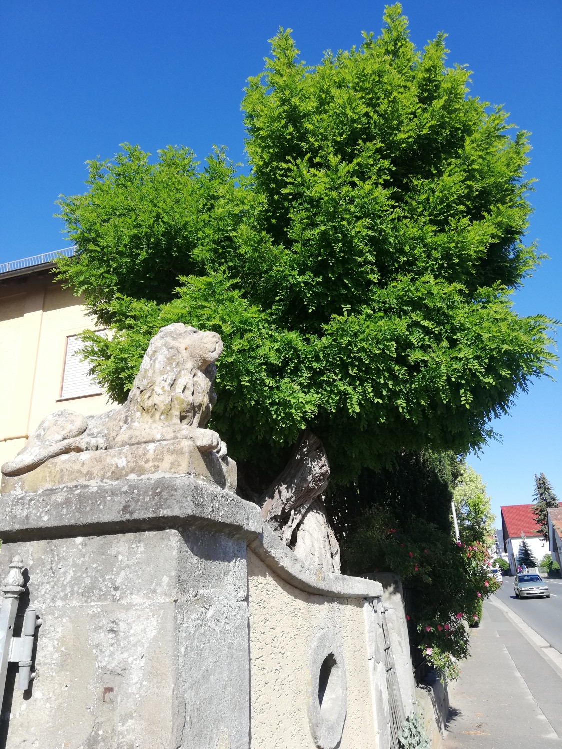 Robinia pseudoacacia 'Umbraculifera' - Effeltrich - 2020