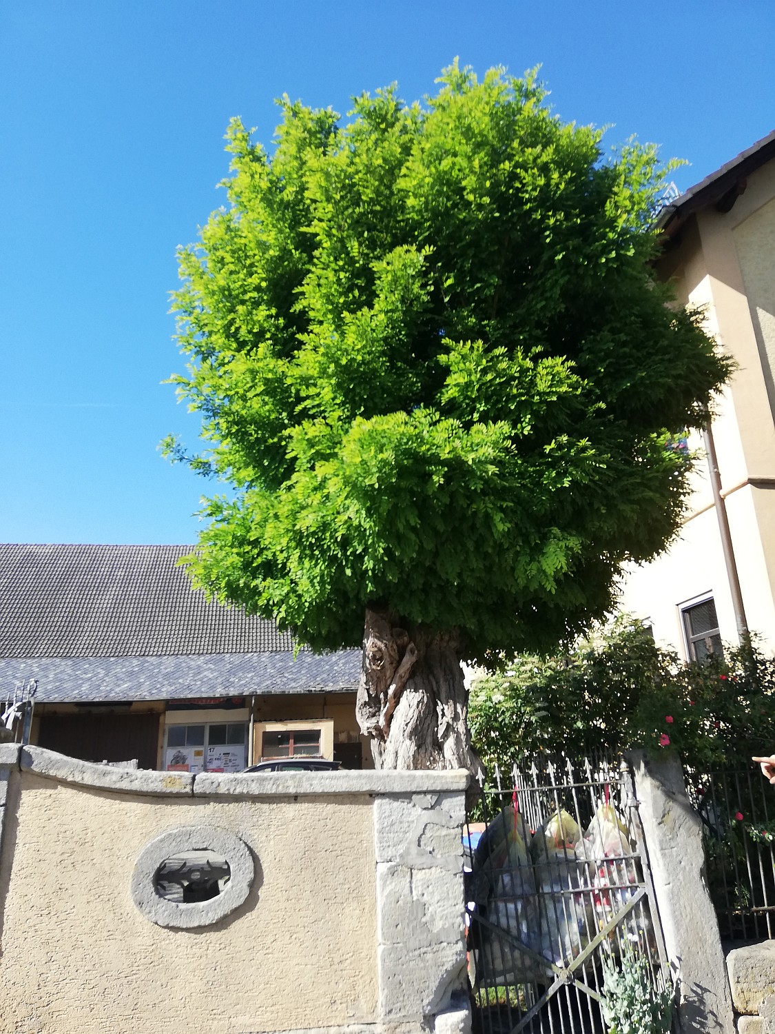 Robinia pseudoacacia 'Umbraculifera' - Effeltrich - 2020