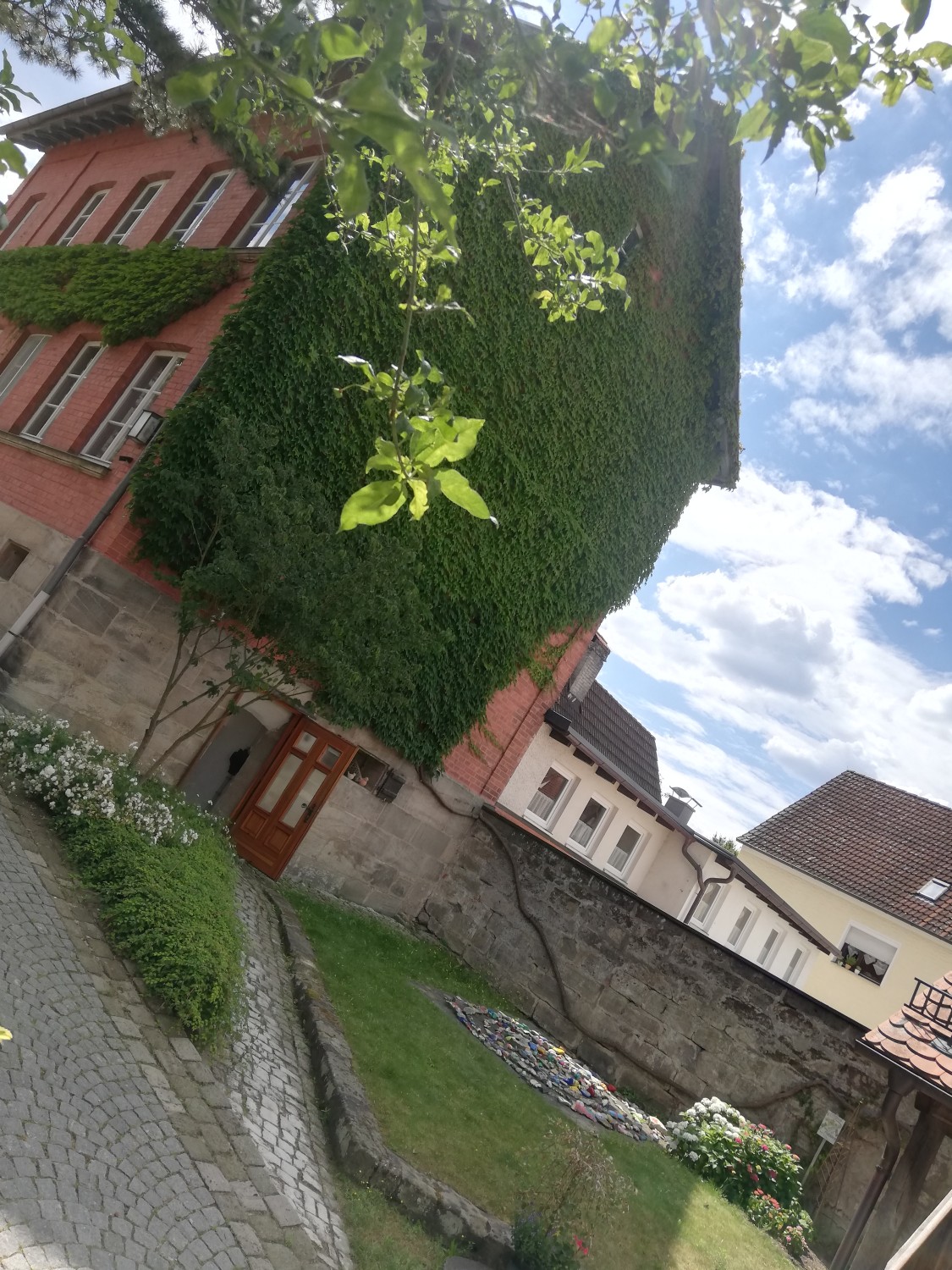 Parthenocissus tricuspidata - Ottensoos - 2020
