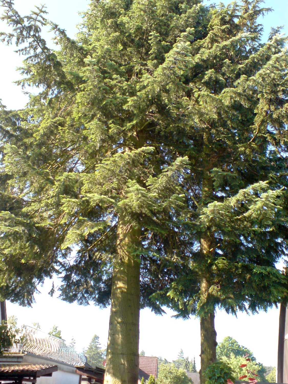 Abies concolor - Geesthacht - 2020