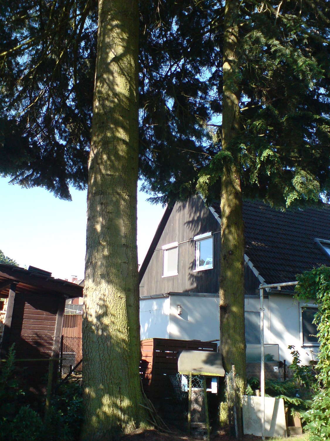 Abies concolor - Geesthacht - 2020