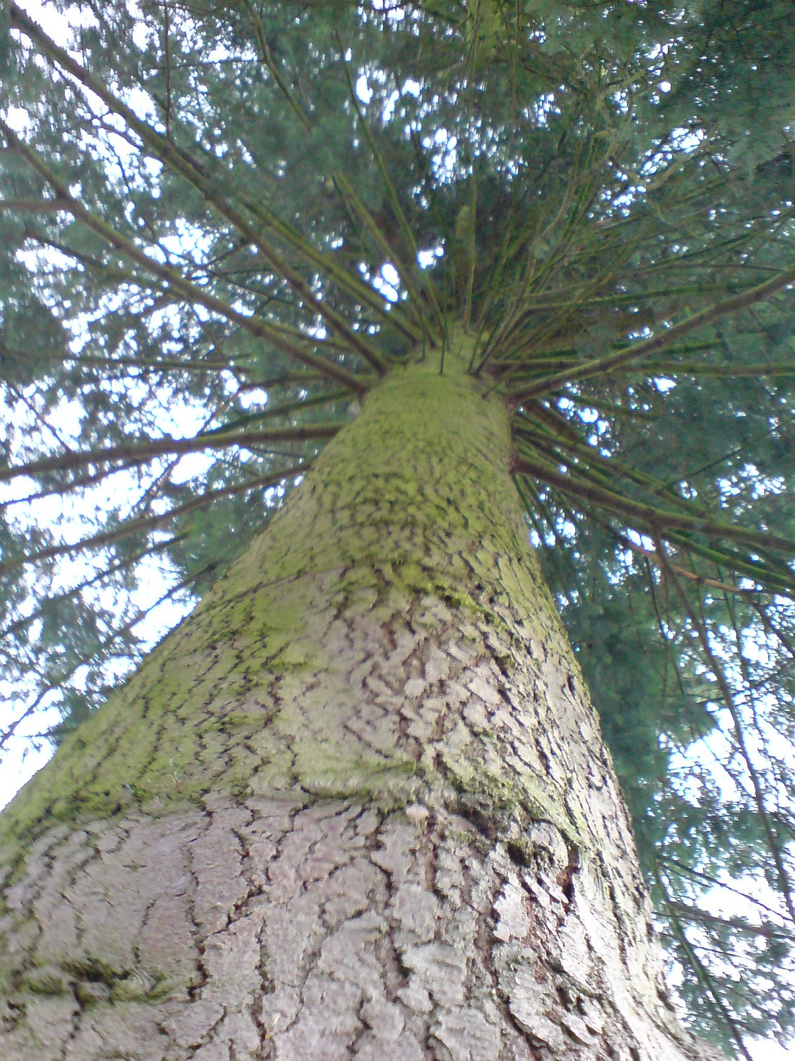 Abies concolor - Geesthacht - 2020