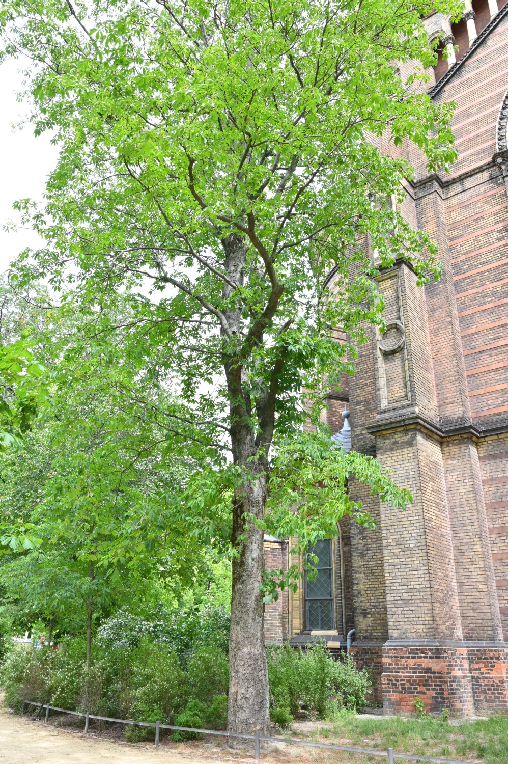 Aesculus flava - Berlin-Mitte - 2020