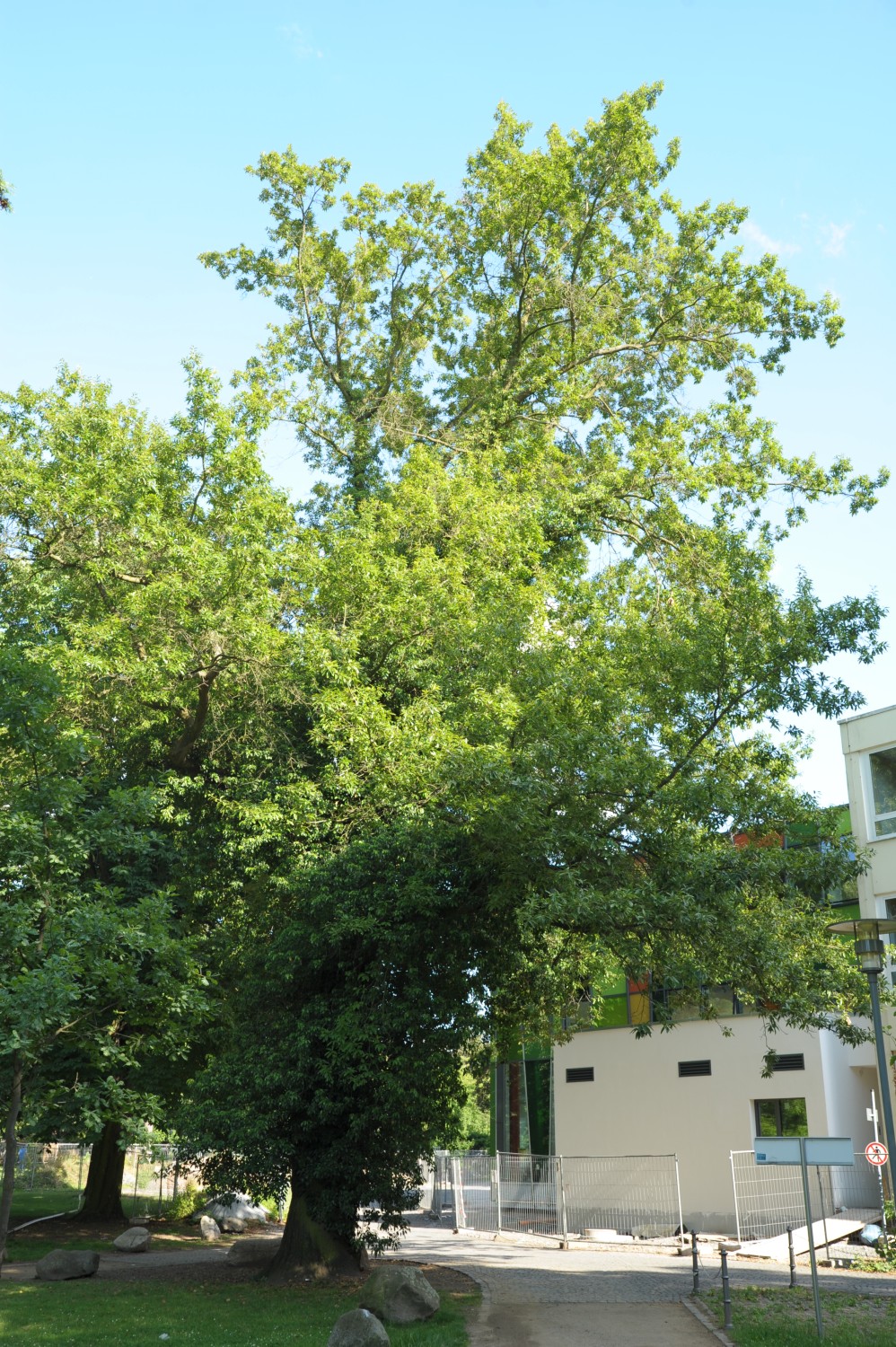 Quercus imbricaria - Hanau, Schlossgarten - 2011
