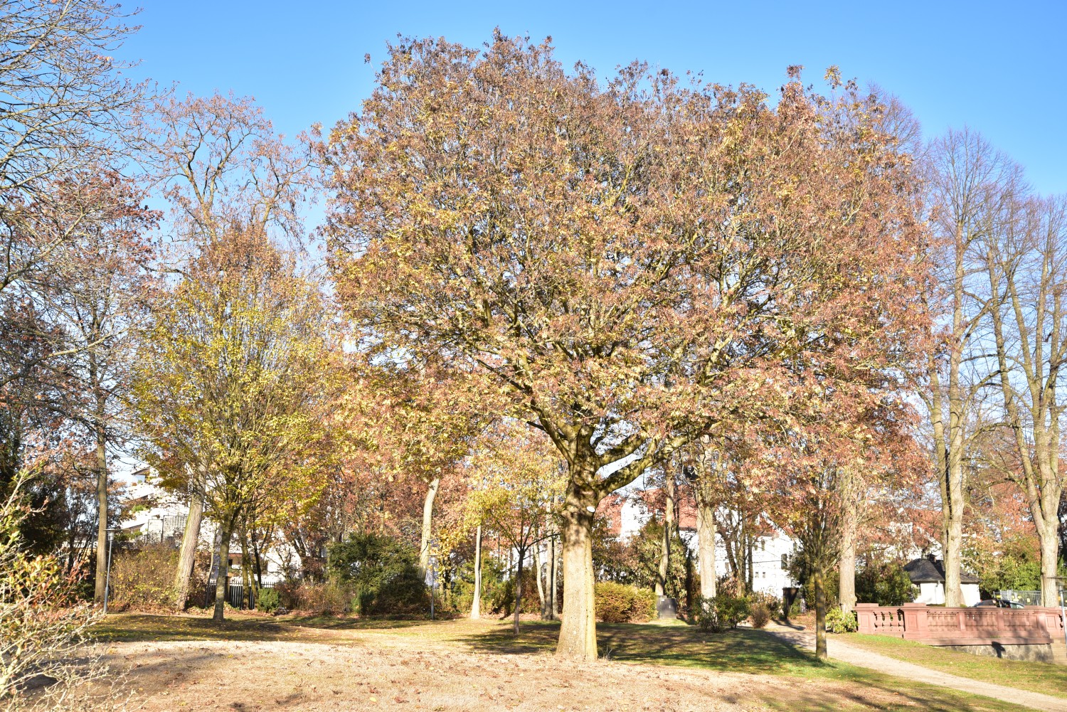 Fraxinus ornus - Kesselstadt, Schlosspark Philippsruhe - 2018