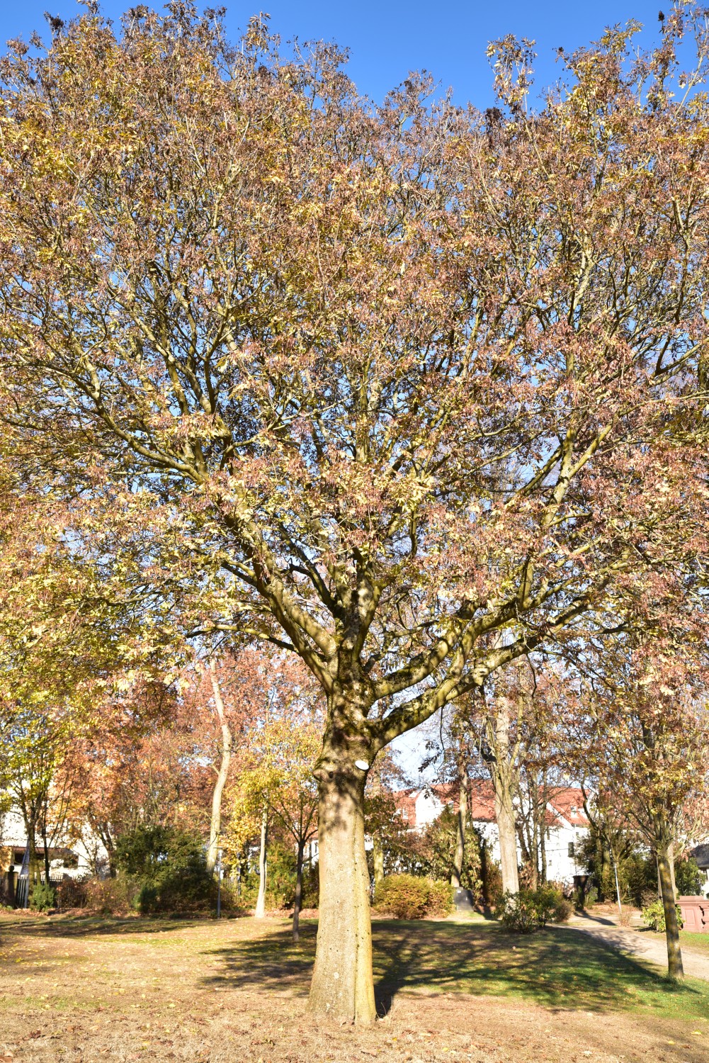 Fraxinus ornus - Kesselstadt, Schlosspark Philippsruhe - 2018