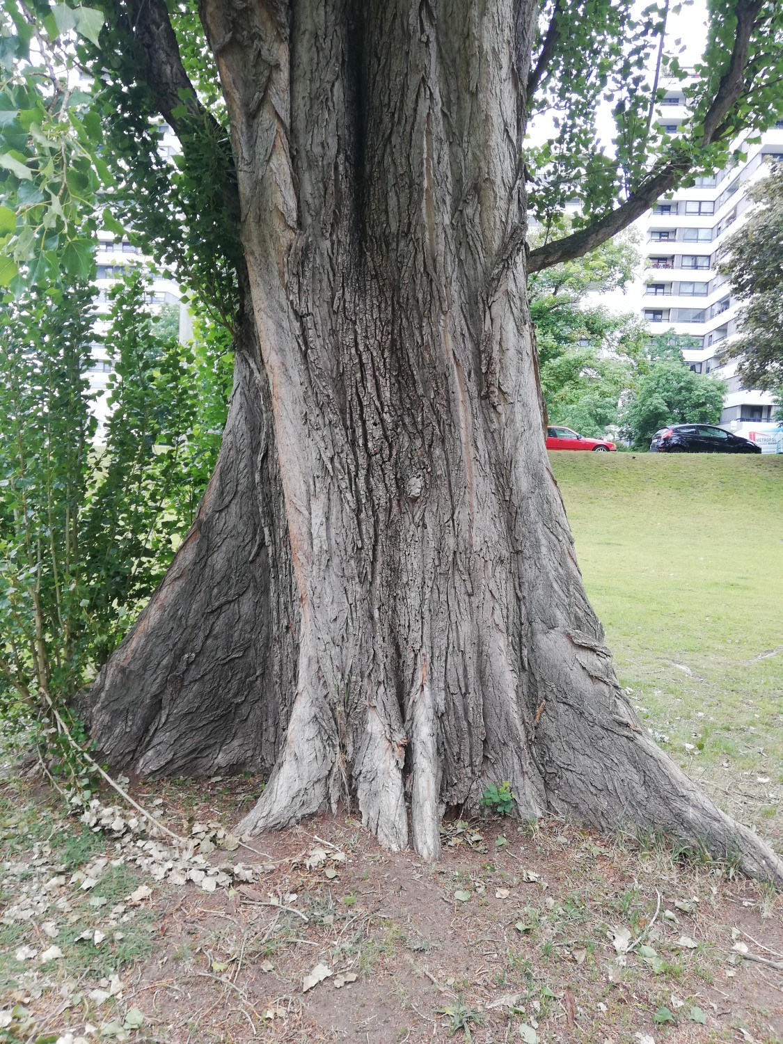 Populus nigra 'Italica' - Nürnberg - 2020