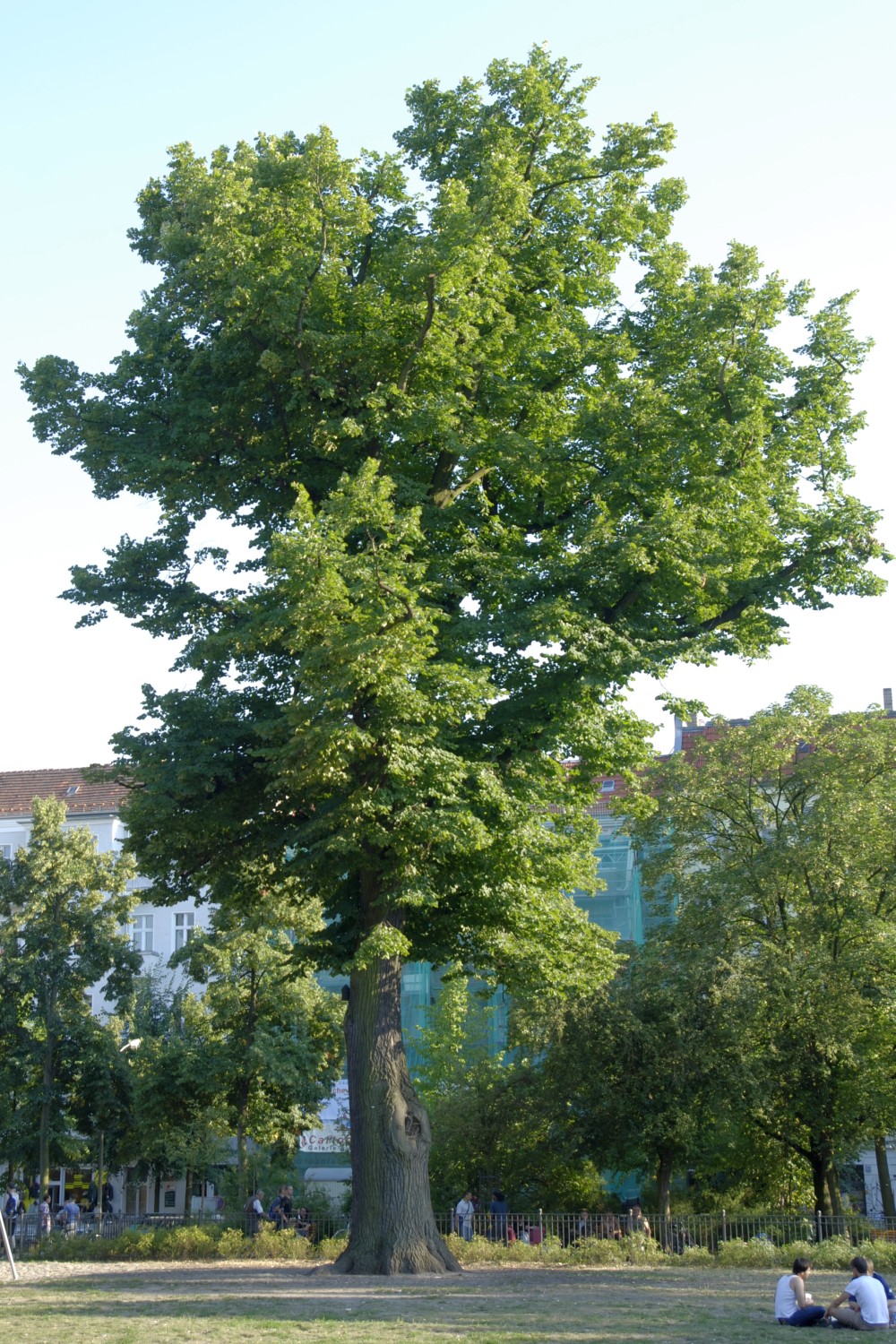Tilia × moltkei - Berlin, Boxhagener Platz - 2008