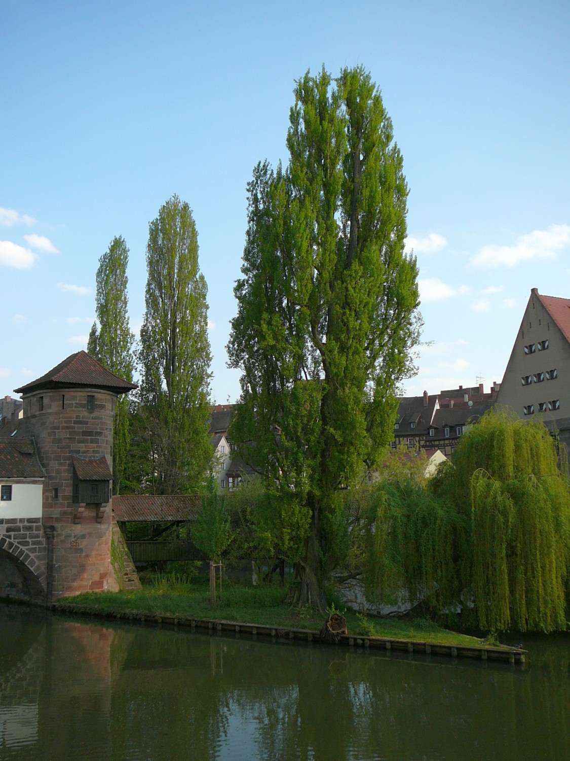 Populus nigra 'Italica' - Nürnberg - 2020