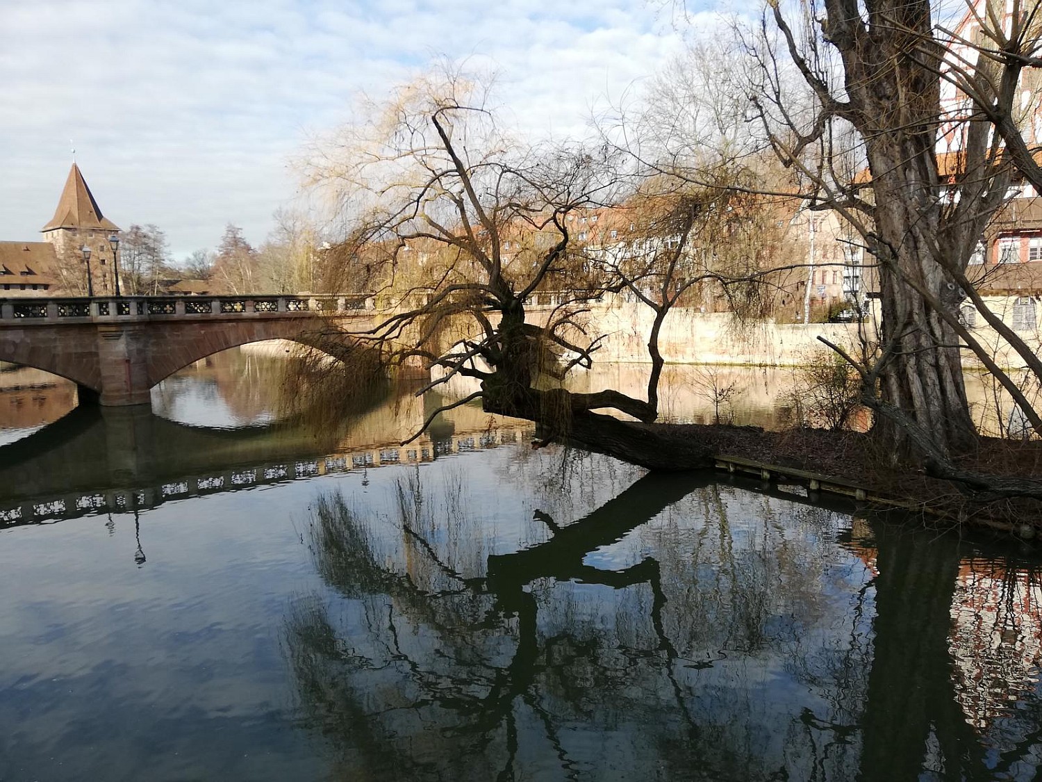 Populus nigra 'Italica' - Nürnberg - 2020