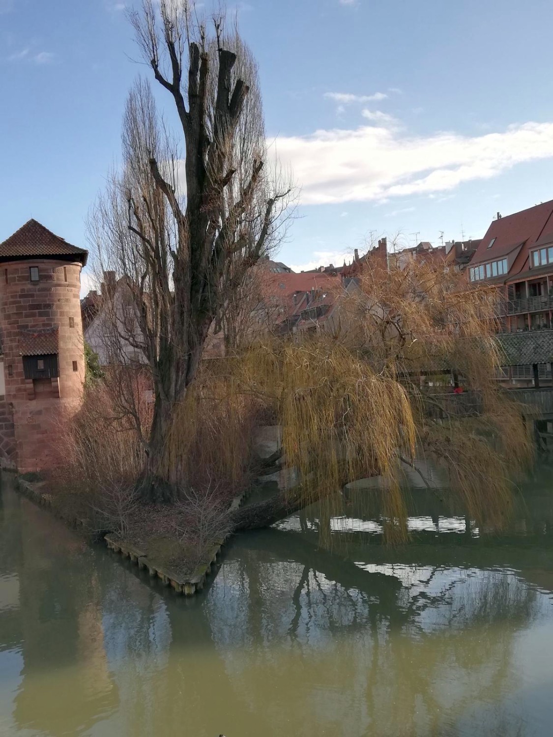 Populus nigra 'Italica' - Nürnberg - 2020