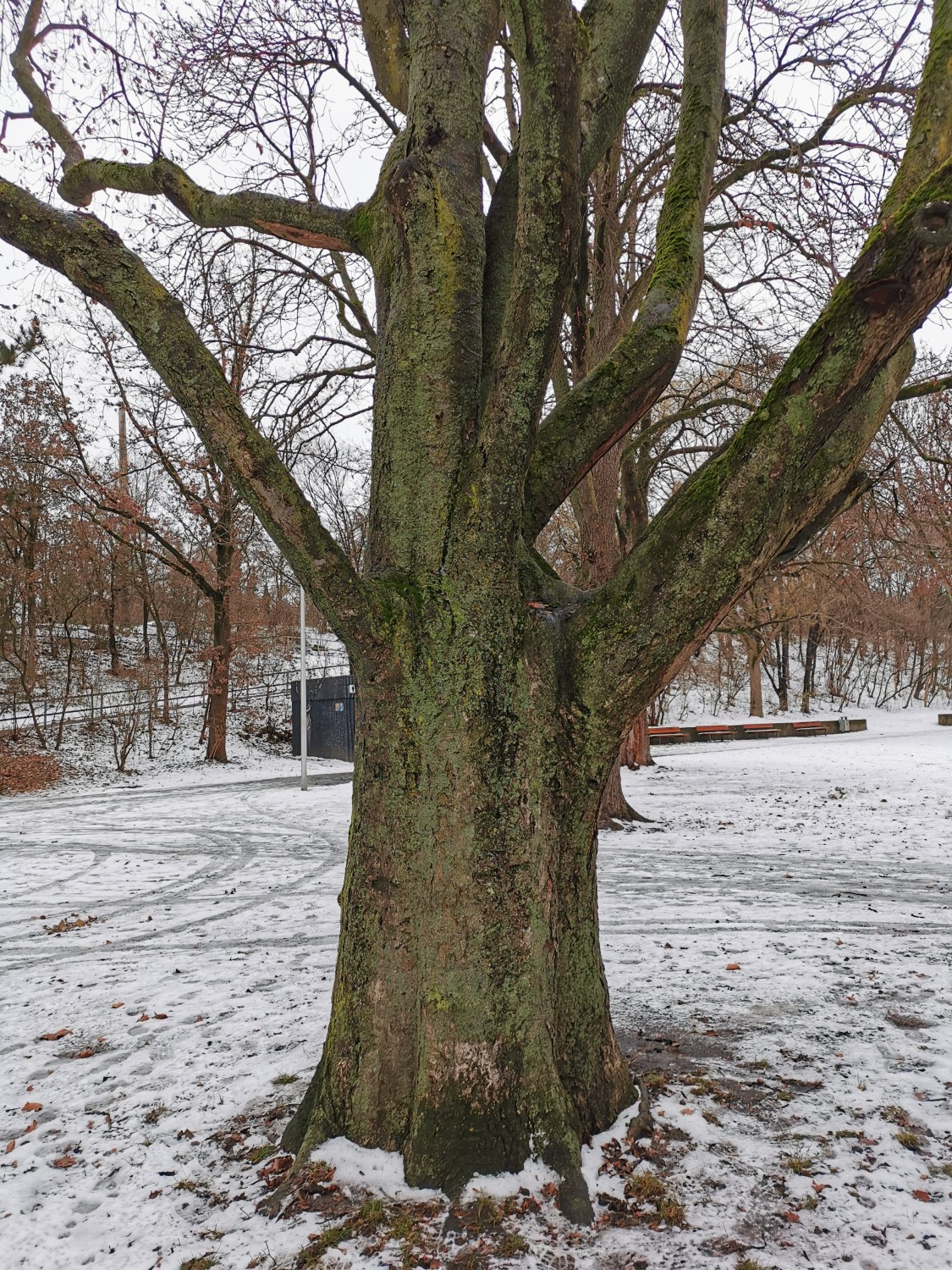 Sorbus intermedia - Nürnberg - 2020