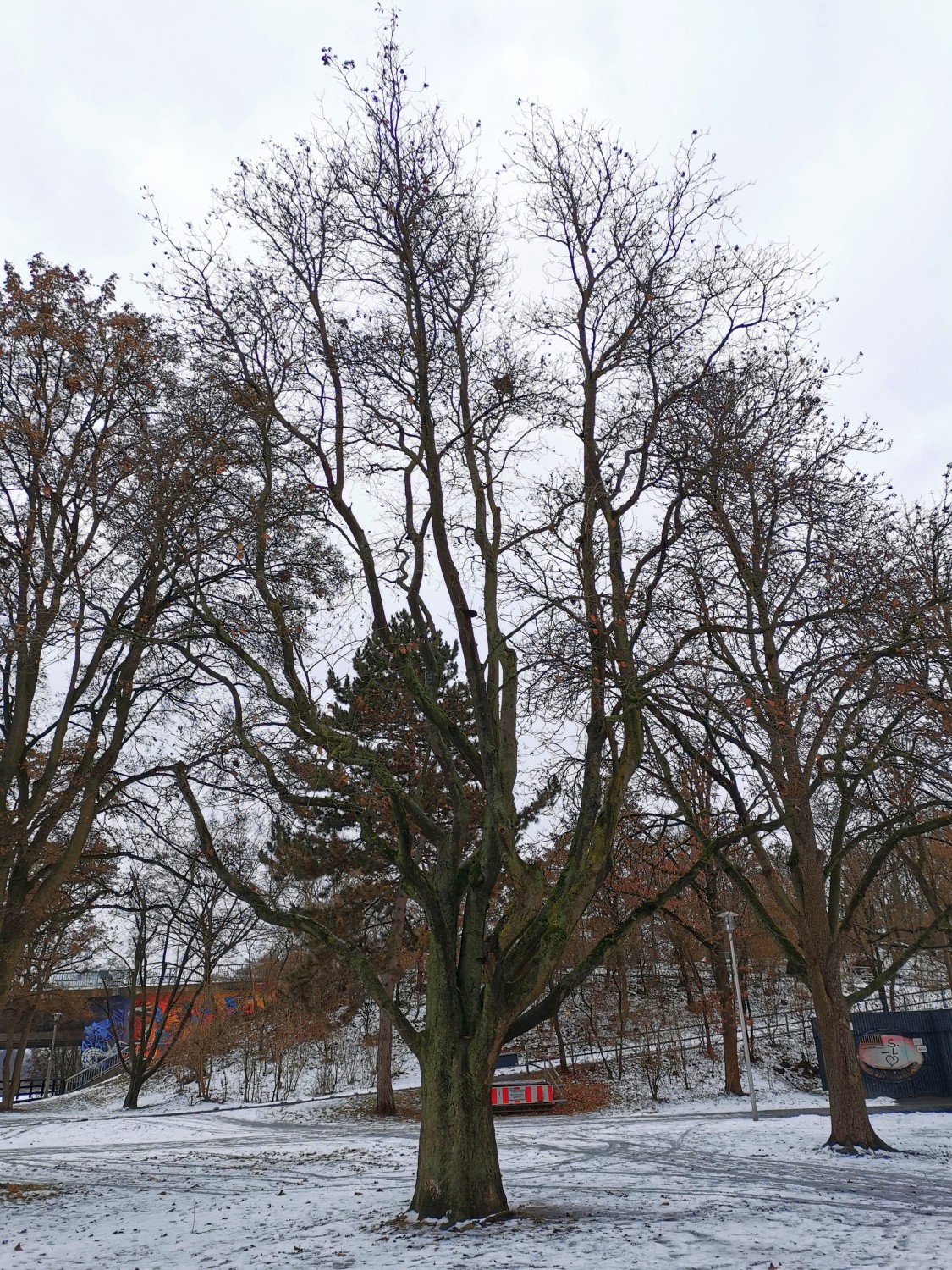 Sorbus intermedia - Nürnberg - 2020