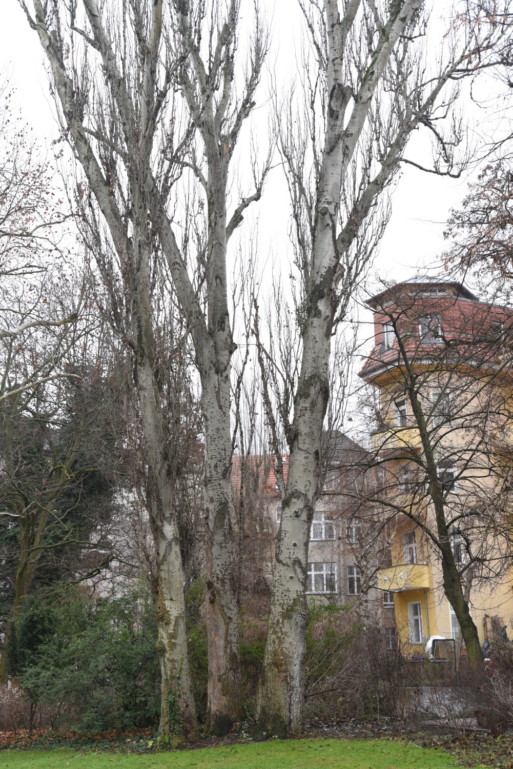 Populus alba 'Pyramidalis' - Berlin Tempelhof - 2018