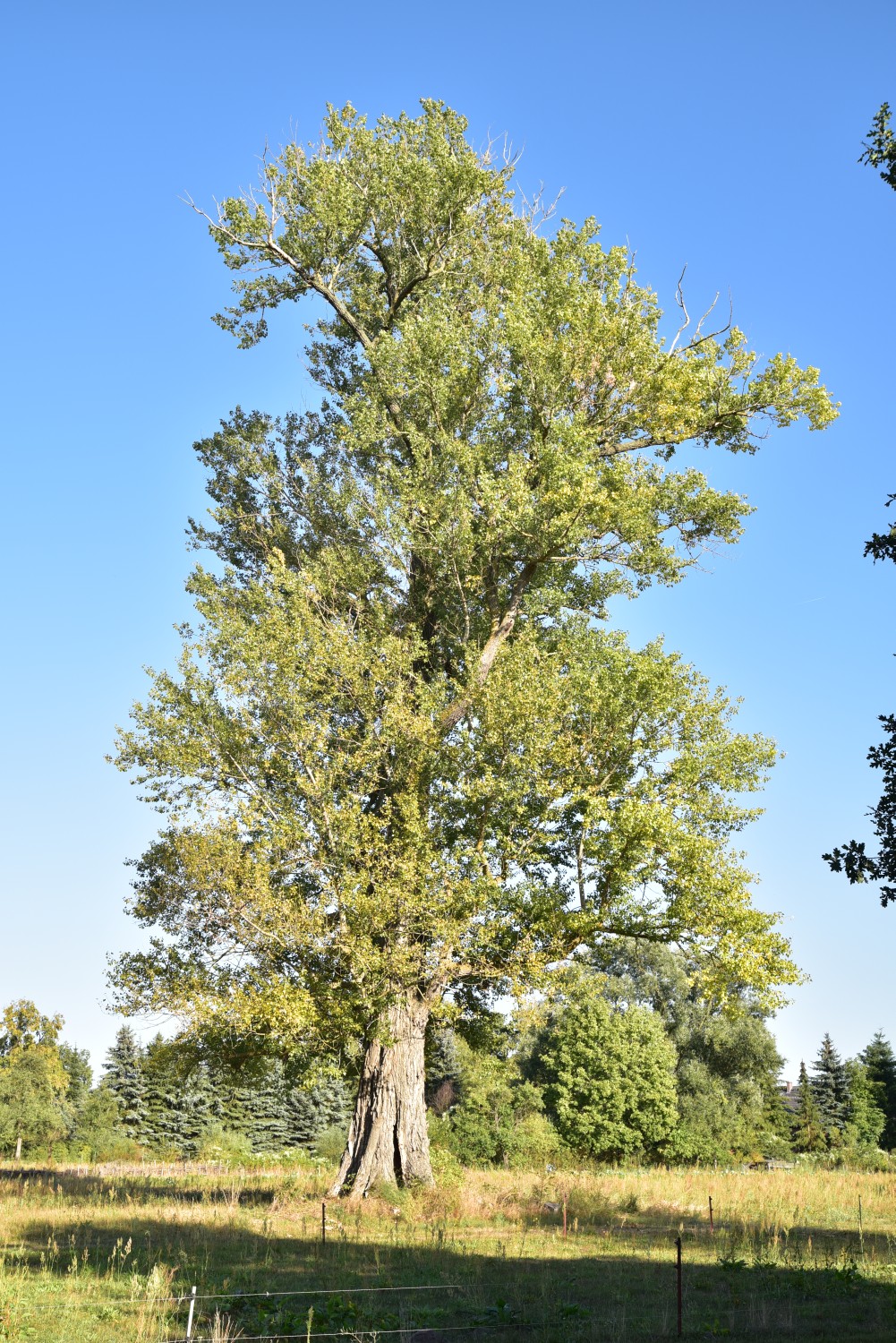 Populus × canadensis - Neuendorf - 2018