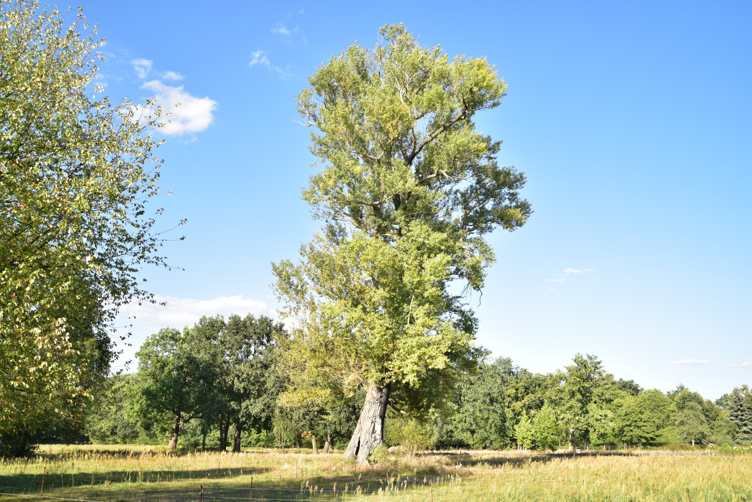 Populus × canadensis - Neuendorf - 2018